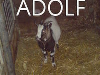 Gruppenavatar von I hob an Goasbock --- Sie nannten ihn ADOLF!!!