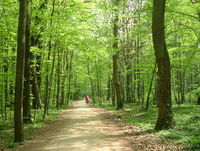 Gruppenavatar von Deine Mutter verkauft Stöcke im Wald