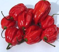 Habaneros sind die schärfsten