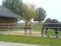 We will never forget Max and Moritz, the cutest camels that we ever had