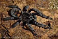 Gruppenavatar von Ich liebe große, behaarte Spinnen