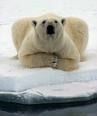 was passiert eigentlich mit Eisbären die zuviel sonne abbekommen ? --> sie werden BRAUNbären =)