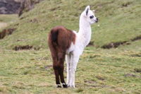 LAMA