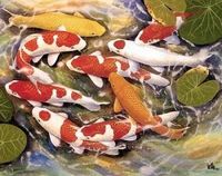 Koi...Best Fish