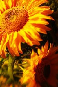 Sonnenblumen machen glücklich :-)