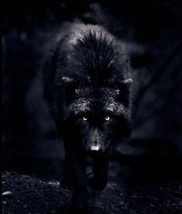 Ich bin kein Mensch....meine Seele ist die eines Wolfes...
