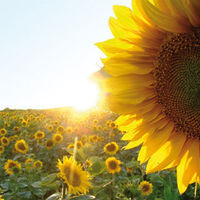 Gruppenavatar von Sommer- und Sommerferienliebhaber