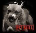 Pit bulls  san so geil 