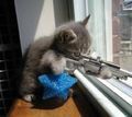Gruppenavatar von Meine Katze bedroht mich weil sie Kit Kat will ahhh da ist sie wieder!!!!!!!!!!