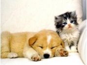 ♥♥♥MEinE LiEbliNGsTiEre sinD Babykatzen,Babyhunde,Babyhasen..................♥♥♥.