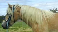 ii loVe my haFlinger!!!! 