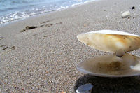 Gruppenavatar von was liegt am strand und ist schwer zu verstehen? a Nuschl