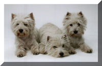 Gruppenavatar von we ♥ dogs