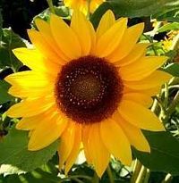 Gruppenavatar von Sonnenblumen