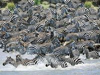 Gruppenavatar von sind zebras schwarze pferde mit weißen steifen,oder weiße pferde mit schwarzen streifen??