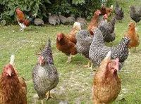 Gruppenavatar von Dominik = Hehrbau (Hühnerbauer)