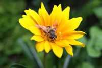 Gruppenavatar von Ich hab noch nie eine Biene gesehen die zu einer Blume gesagt hat: "Ich popp dich bis du blühst!"