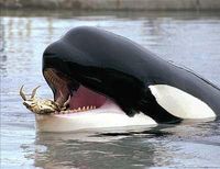 Gruppenavatar von Orcas are very cooooooooooooooolllll