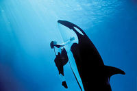 Orcas bleiben RAUBTIERE!! nicht vergessen!!!!!