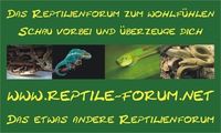 Gruppenavatar von Reptile-Forum