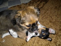 .....Eddie und Budy.... die BeSten Hunde der Welt....