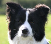 Border Collies