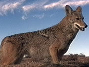 Gruppenavatar von Es ist verboten toten Kojoten die Hoden zu verknoten...