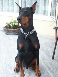 Einmal DOBERMANN immer DOBERMANN!!! Wer nie einen Dobermann besaß, der was an Schaß!!!!!!!!!!