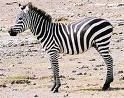 Ist das Zebra schwarz mit weißen streifen oder weiß mit schwarzen streifen?