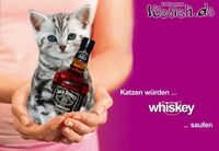 Katzen Würden Whiskey Saufen