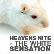 Heavens Nite - The White Sensation@Empire St. Martin