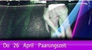 Paarungszeit