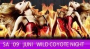 Wild Coyote Night