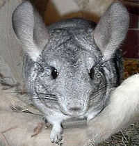 .» Chinchilla Freaks