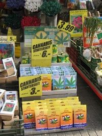 Gruppenavatar von Ganja Smoker - Amsterdam