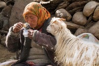 Ladakh - Ein Reiseabenteuer In Kleintibet von Harald Schaffer@Komma