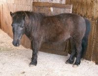 Suche Mann mit echtem Pony!