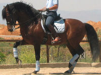 Reiten besteht aus Leidenschaft&Sucht