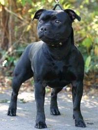 englische staffordshire bullterrier