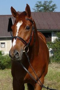 Gruppenavatar von Reiter/Einsteller beim tollsten Reiterhof in OÖ