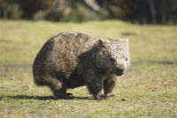 Gruppenavatar von Wombat