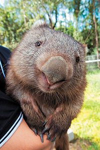 Wombat For LIve