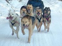 Don`t  eat the yellow snow where the huskies go!