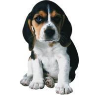 Beagle an die Macht :o)