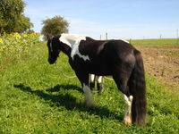 Irish Tinker Horse