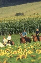 Reiten im Mostviertel