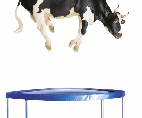 Trampoline & Springer - 