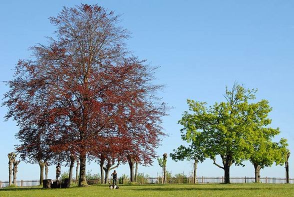 Ennser Schlosspark (© by Chr. Huemer) - 