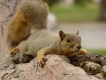 Eichhörnchen - 