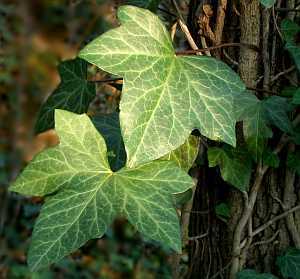 Die Schönheit des Hedera - 